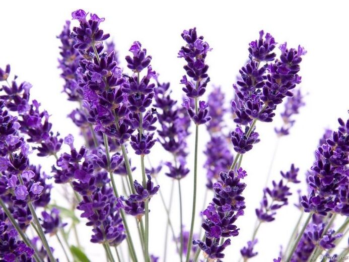 Състав на крем Varicone lavender angustifolia